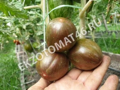 Томат «Moonlight Mile» (variegated)
