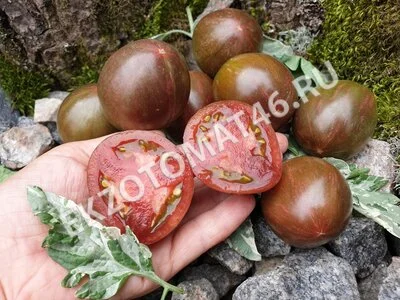 Томат «Moonlight Mile» (variegated)