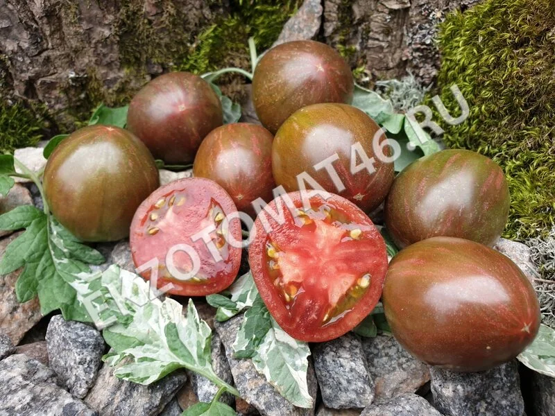 Томат «Moonlight Mile» (variegated)