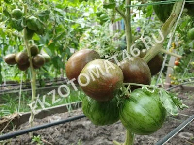 Томат «Moonlight Mile» (variegated)