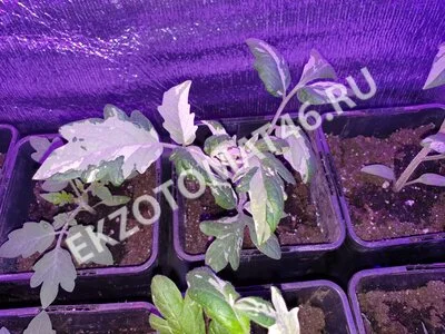 Томат «Moonlight Mile» (variegated)
