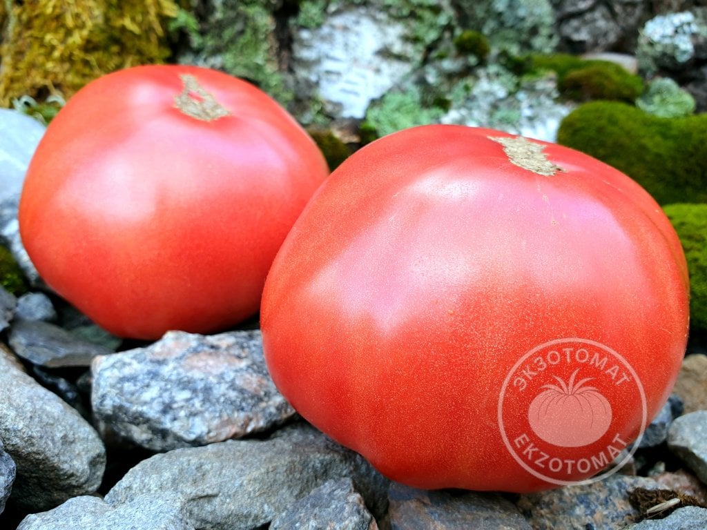 Томат «Mortgage Lifter» Томат «Mortgage Lifter»