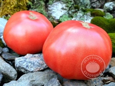      Томат «Mortgage Lifter»