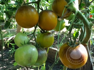 Томат «Muddy Waters» Томат «Muddy Waters»