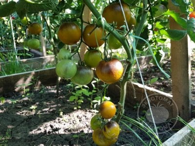 Томат «Muddy Waters» Томат «Muddy Waters»