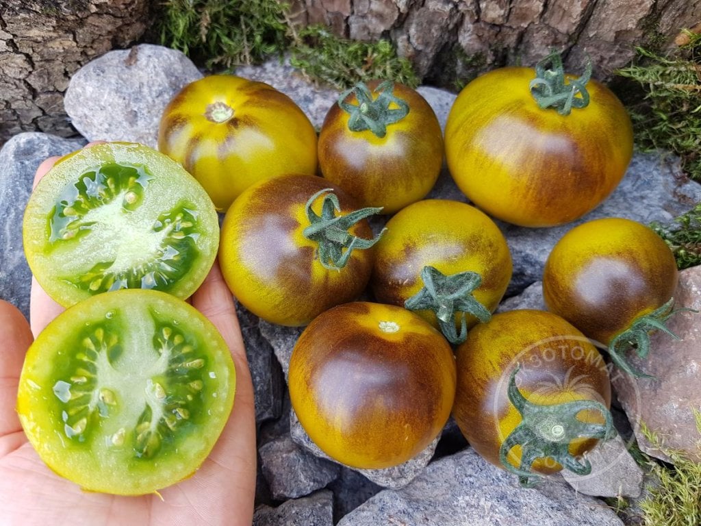 Томат «Muddy Waters» Томат «Muddy Waters»