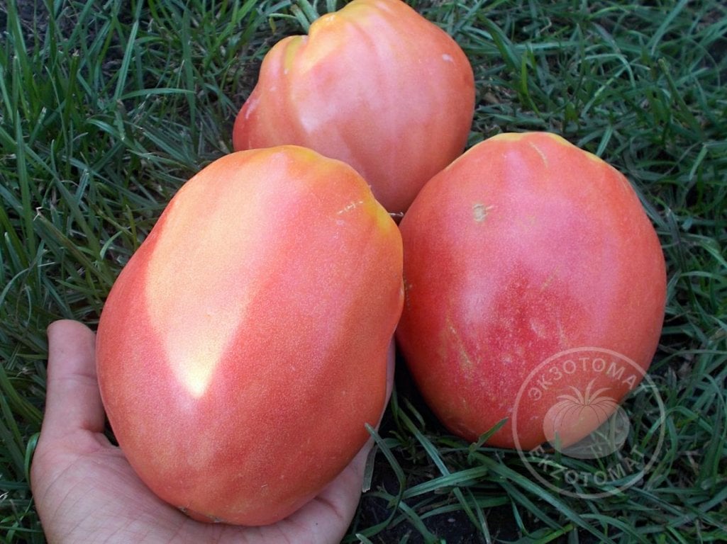 Томат «Орлиный клюв» Томат «Орлиный клюв»