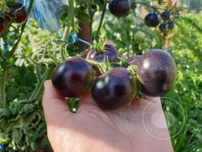 Томат «Палка синяя» Томат «Палка синяя»