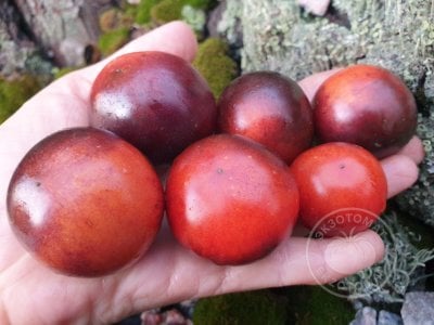 Томат «Палка синяя» Томат «Палка синяя»