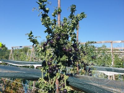 Томат «Палка синяя» Томат «Палка синяя»