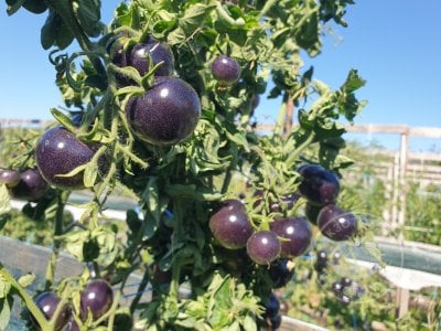 Томат «Палка синяя» Томат «Палка синяя»