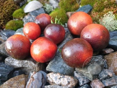 Томат «Палка синяя» Томат «Палка синяя»