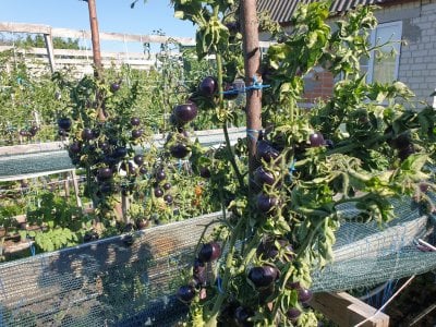 Томат «Палка синяя» Томат «Палка синяя»