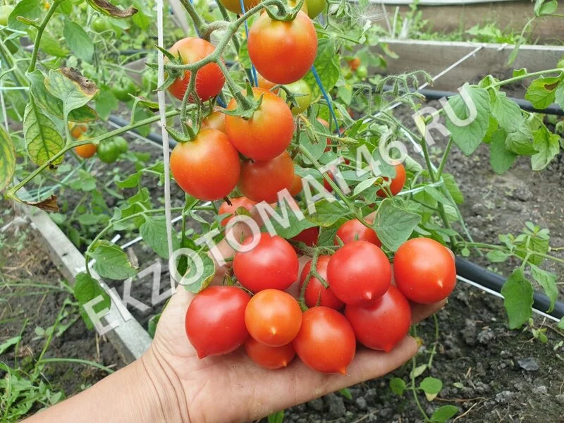 Томат «Pendulina Red»