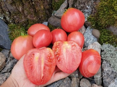 Томат «Petite Coeur de Boeuf» Томат «Petite Coeur de Boeuf»