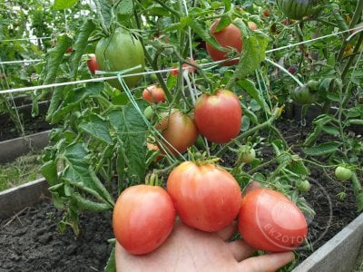 Томат «Petite Coeur de Boeuf» Томат «Petite Coeur de Boeuf»