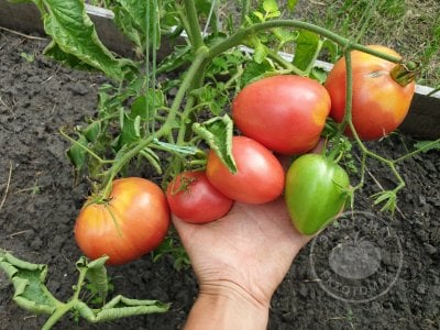 Томат «Petite Coeur de Boeuf» Томат «Petite Coeur de Boeuf»