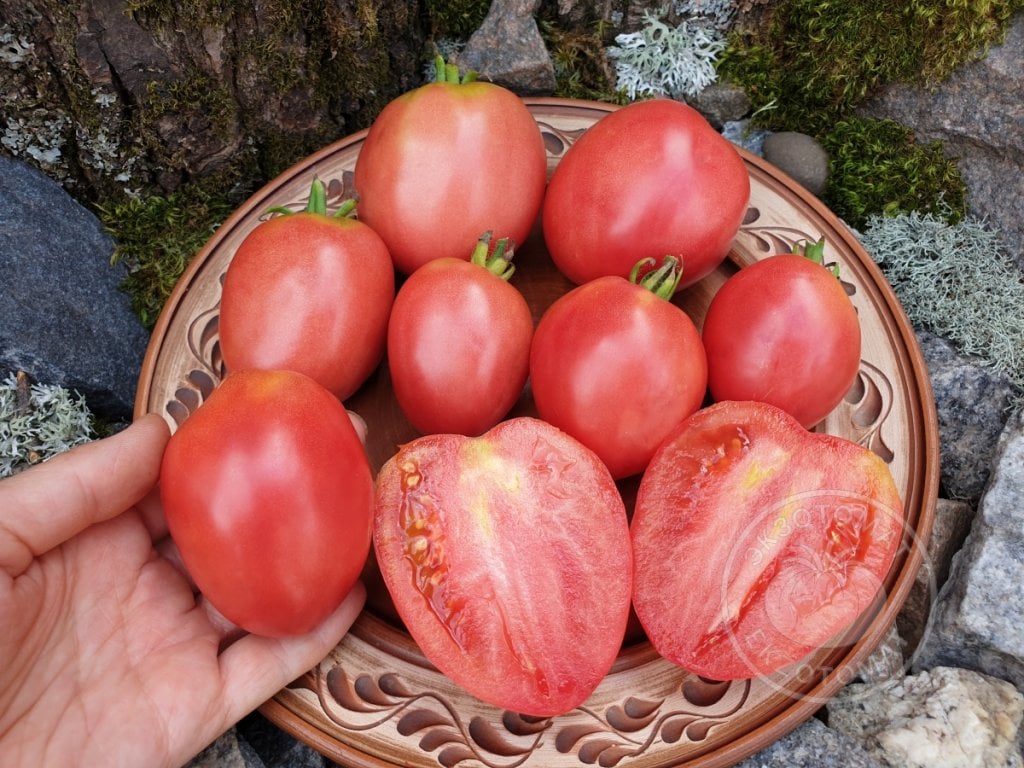 Томат «Petite Coeur de Boeuf» Томат «Petite Coeur de Boeuf»