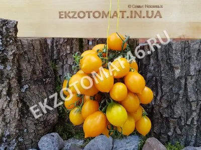 Томат «Piennolo del Vesuvio giallo»
