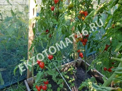 Томат «Piennolo del Vesuvio rosso»