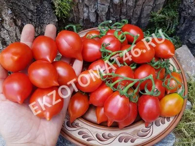 Томат «Piennolo del Vesuvio rosso»
