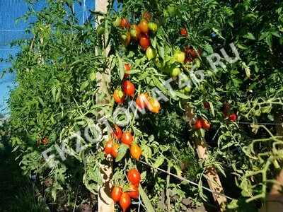Томат «Piennolo del Vesuvio rosso»
