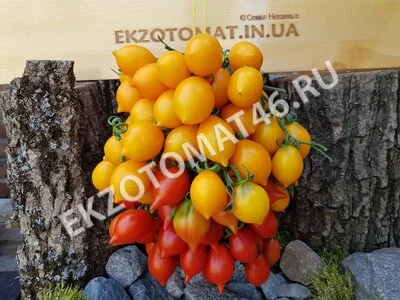 Томат «Piennolo del Vesuvio rosso»