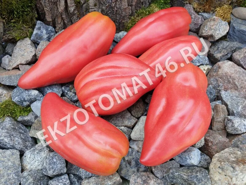 Томат «Тюльпан розовый»