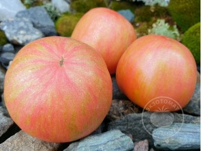 Томат «Pink Furry Boar»