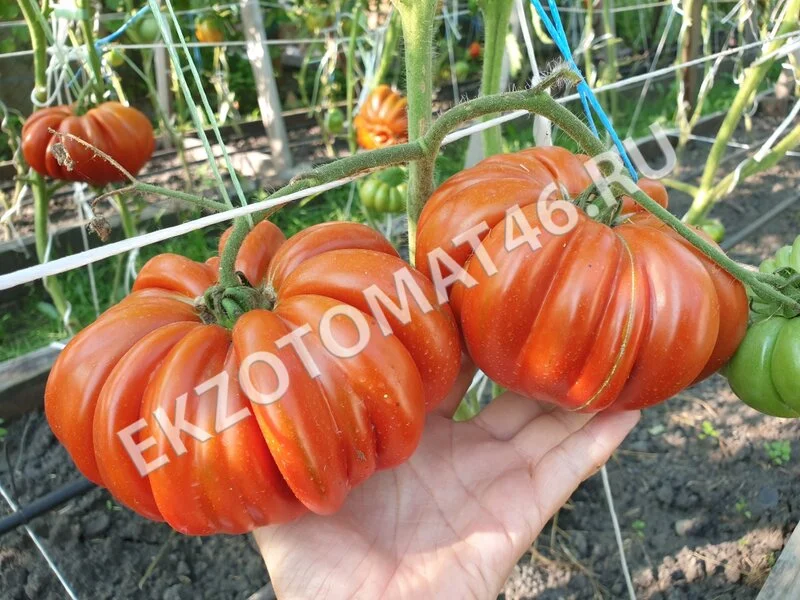 Томат «Pleated Carnelian»