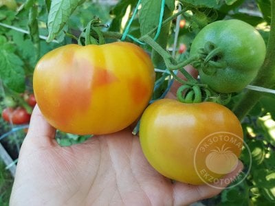 Томат «Polish Pastel» Томат «Polish Pastel»