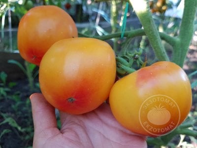 Томат «Polish Pastel» Томат «Polish Pastel»