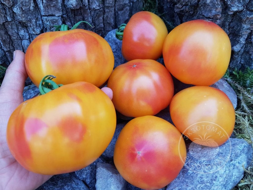 Томат «Polish Pastel» Томат «Polish Pastel»