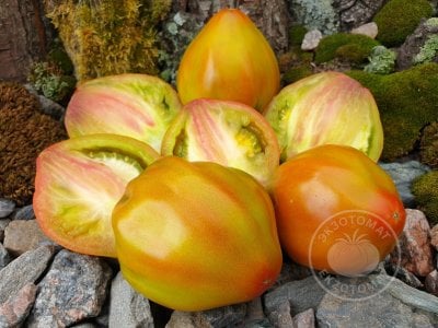 Томат «Prune Ibirapuera»