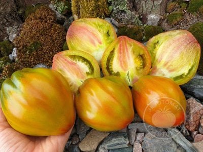 Томат Prune Ibirapuera