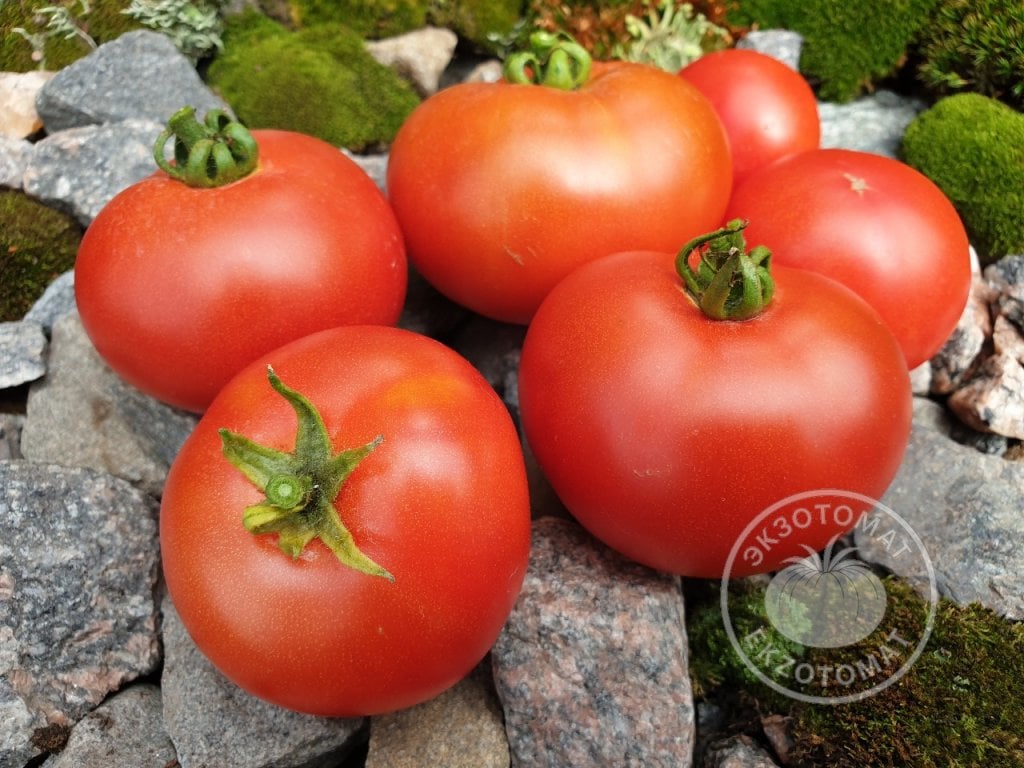 Томат «Ранний-70» Томат «Ранний-70»