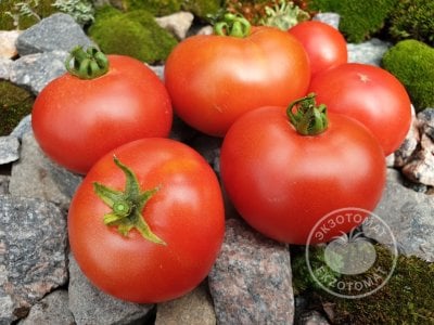 Томат «Ранний-70» Томат «Ранний-70»