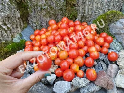 Томат «Red Robin Micro Dwarf»