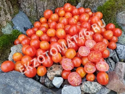 Томат «Red Robin Micro Dwarf»