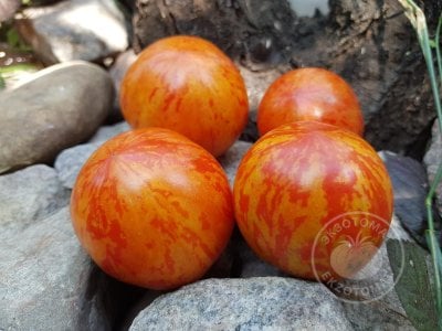 Томат «Red Zebra» Томат «Red Zebra»