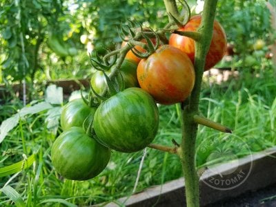 Томат «Red Zebra» Томат «Red Zebra»