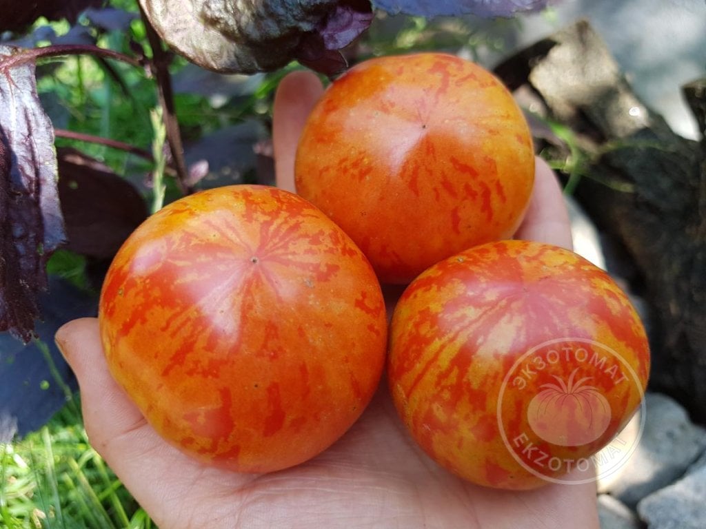 Томат «Red Zebra» Томат «Red Zebra»