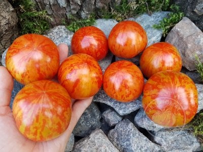 Томат «Red Zebra» Томат «Red Zebra»