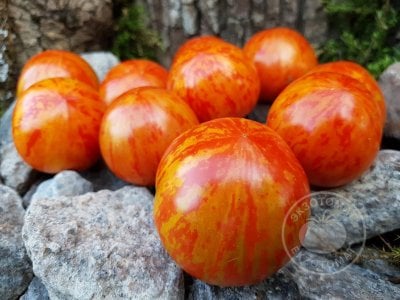 Томат «Red Zebra» Томат «Red Zebra»