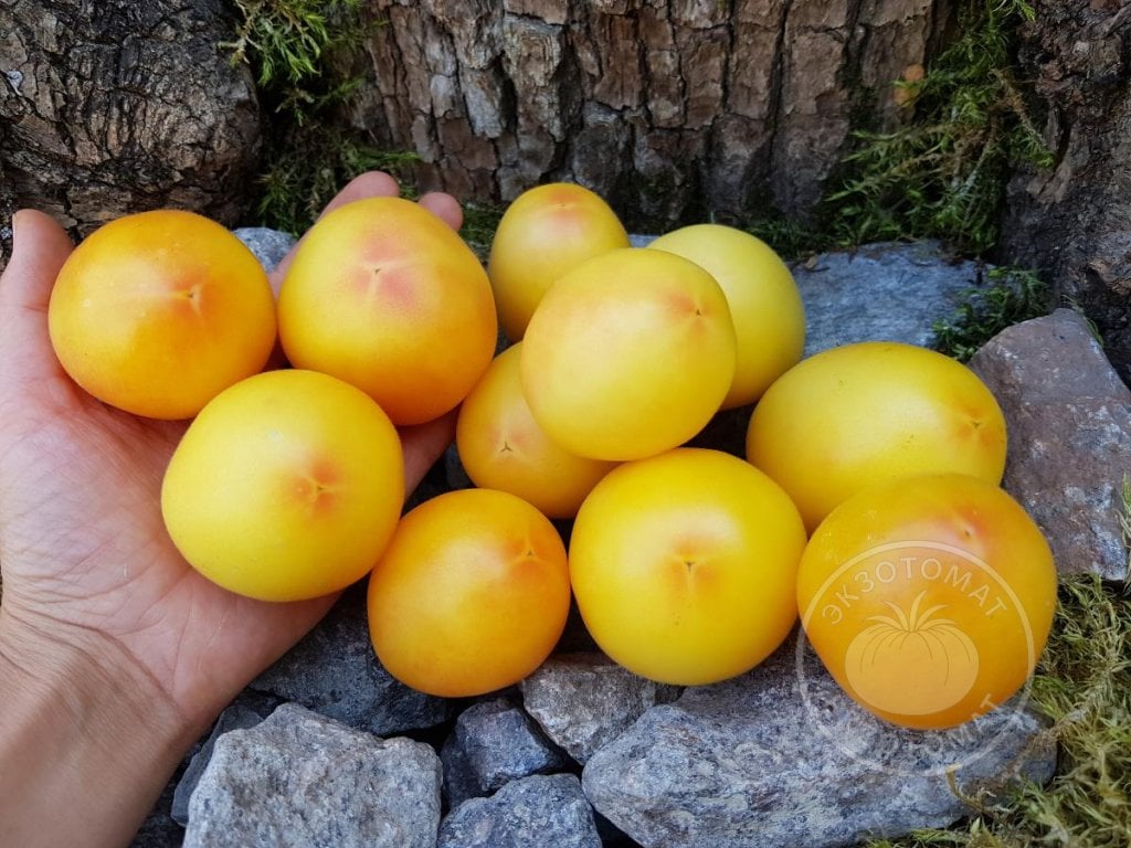 Томат «Red Spot Yellow» Томат «Red Spot Yellow»