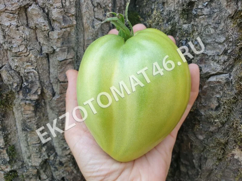 Томат «Reinhard’s Green Heart»
