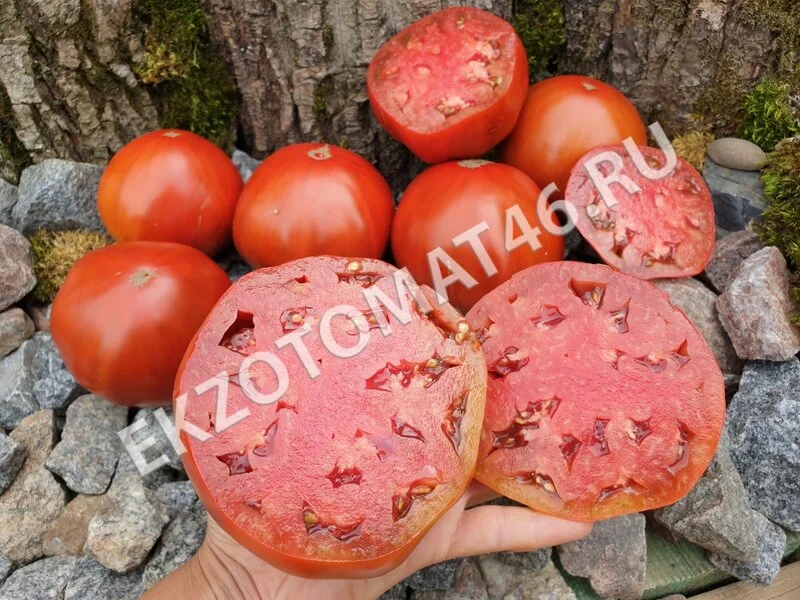 Томат «Ruby Surprise»