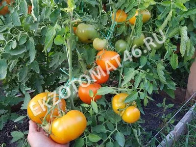 Томат «Russian Persimmon»