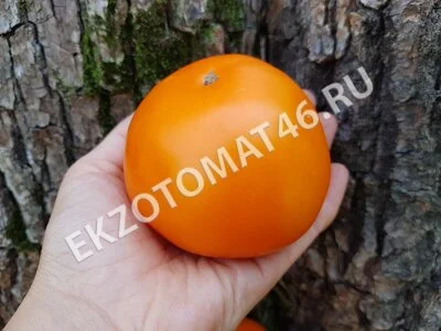 Томат «Russian Persimmon»