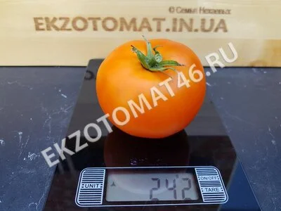 Томат «Russian Persimmon»
